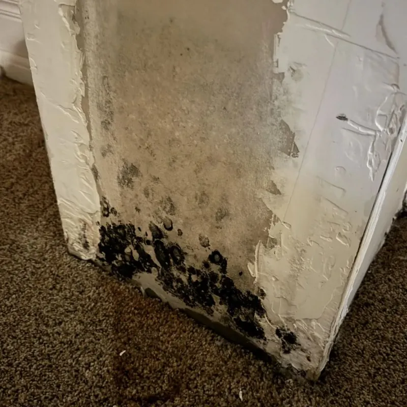 Professional Mold Removal in Sherwood, OR